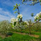 Kirschblüten