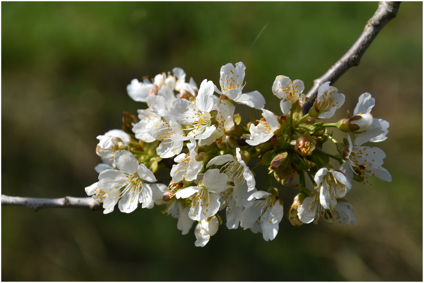 Kirschblüten