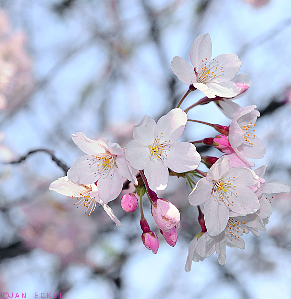 Kirschblüten