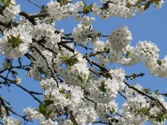 Kirschblüten