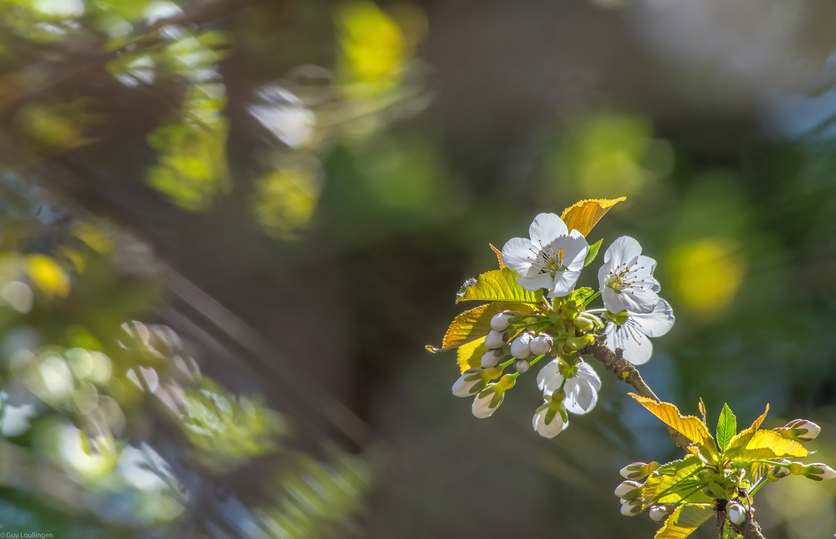 Kirschblüten