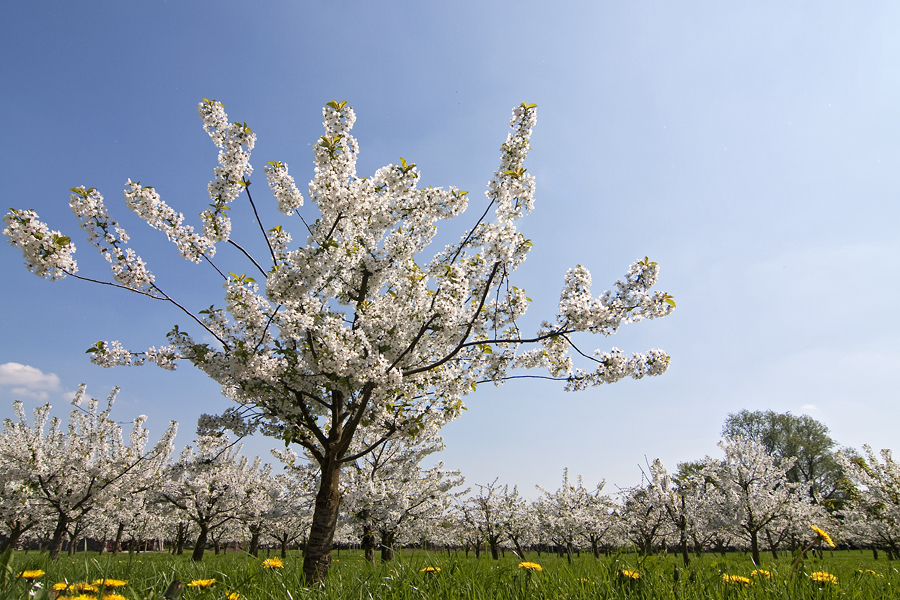 Kirschblüten