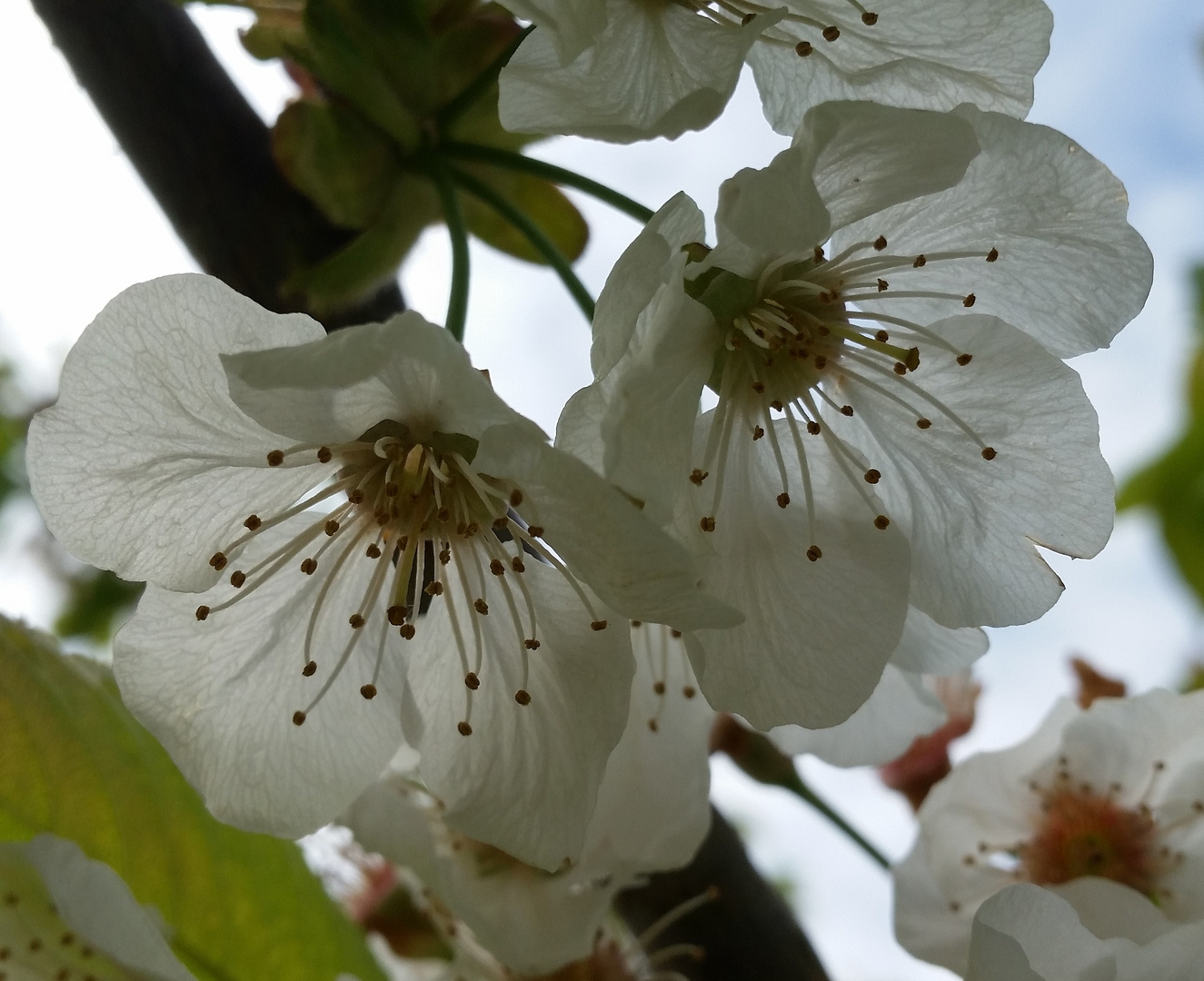 Kirschblüten