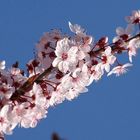 Kirschblüten "Cherry"