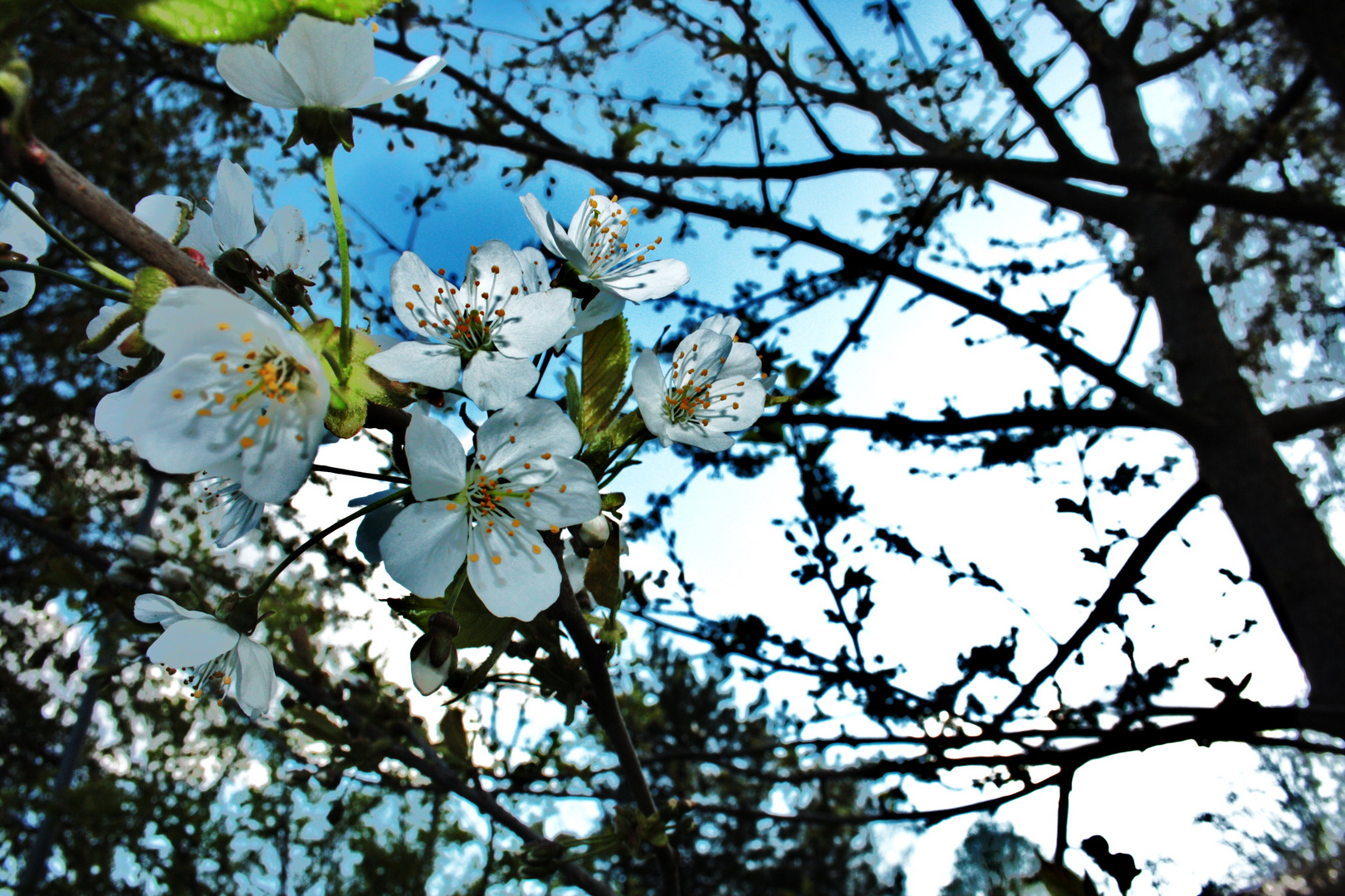 Kirschblüten