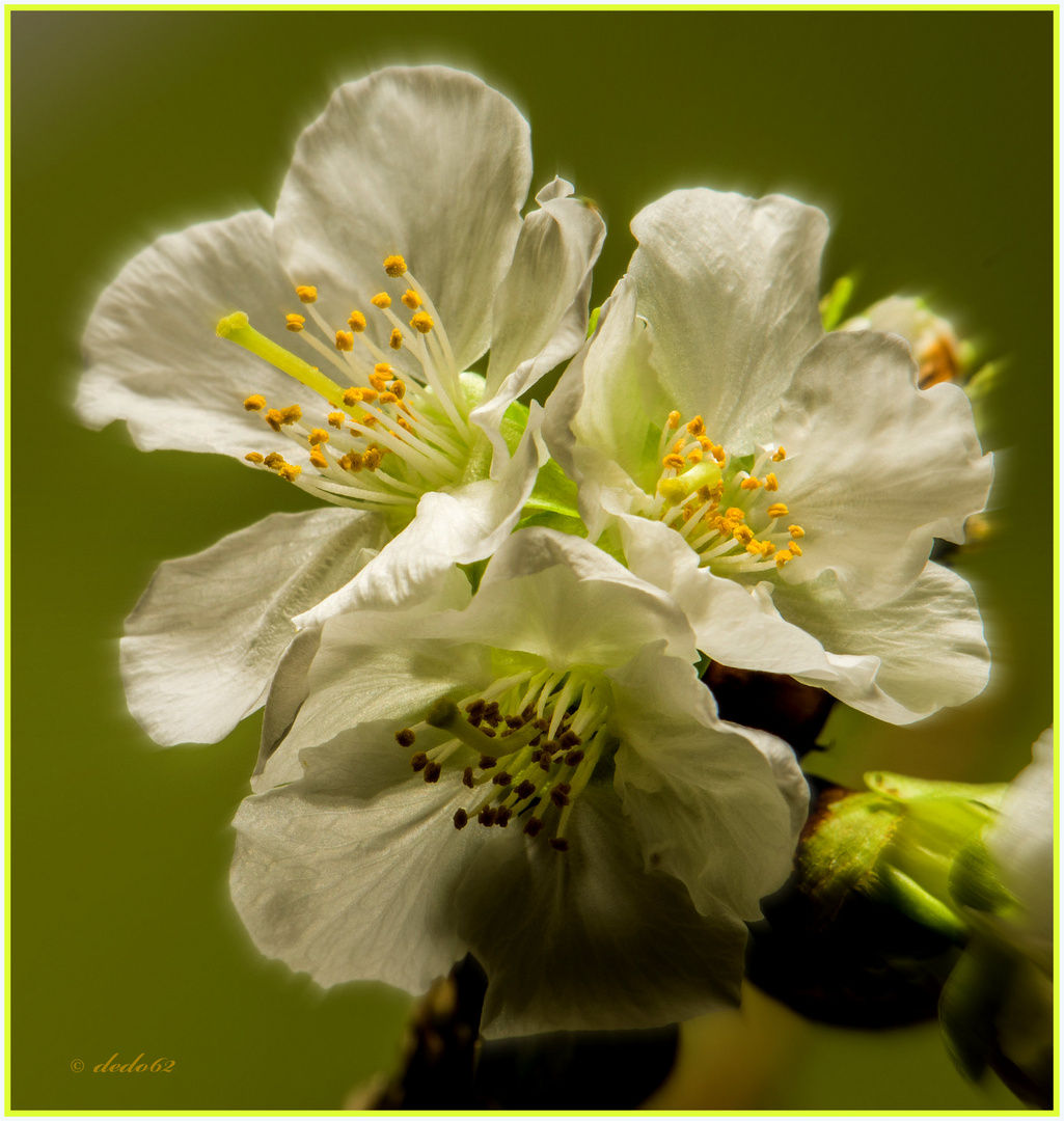 Kirschblüten