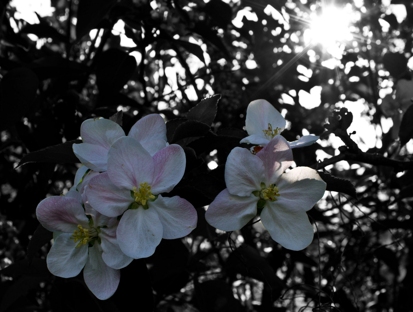 Kirschblüten