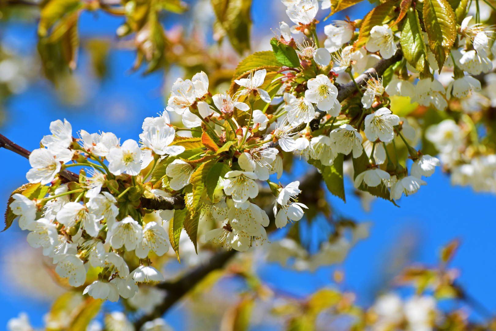 Kirschblüten