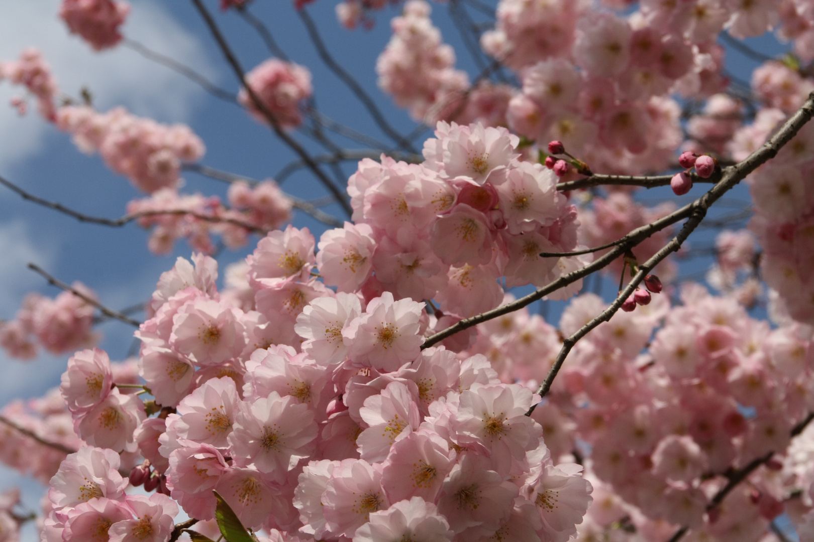 Kirschblüten