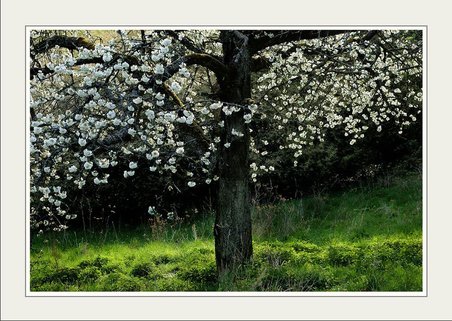 Kirschblüten