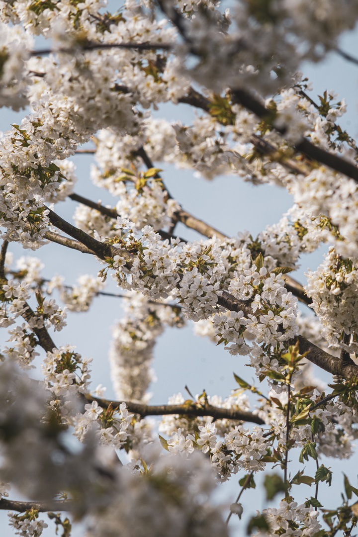 Kirschblüten 