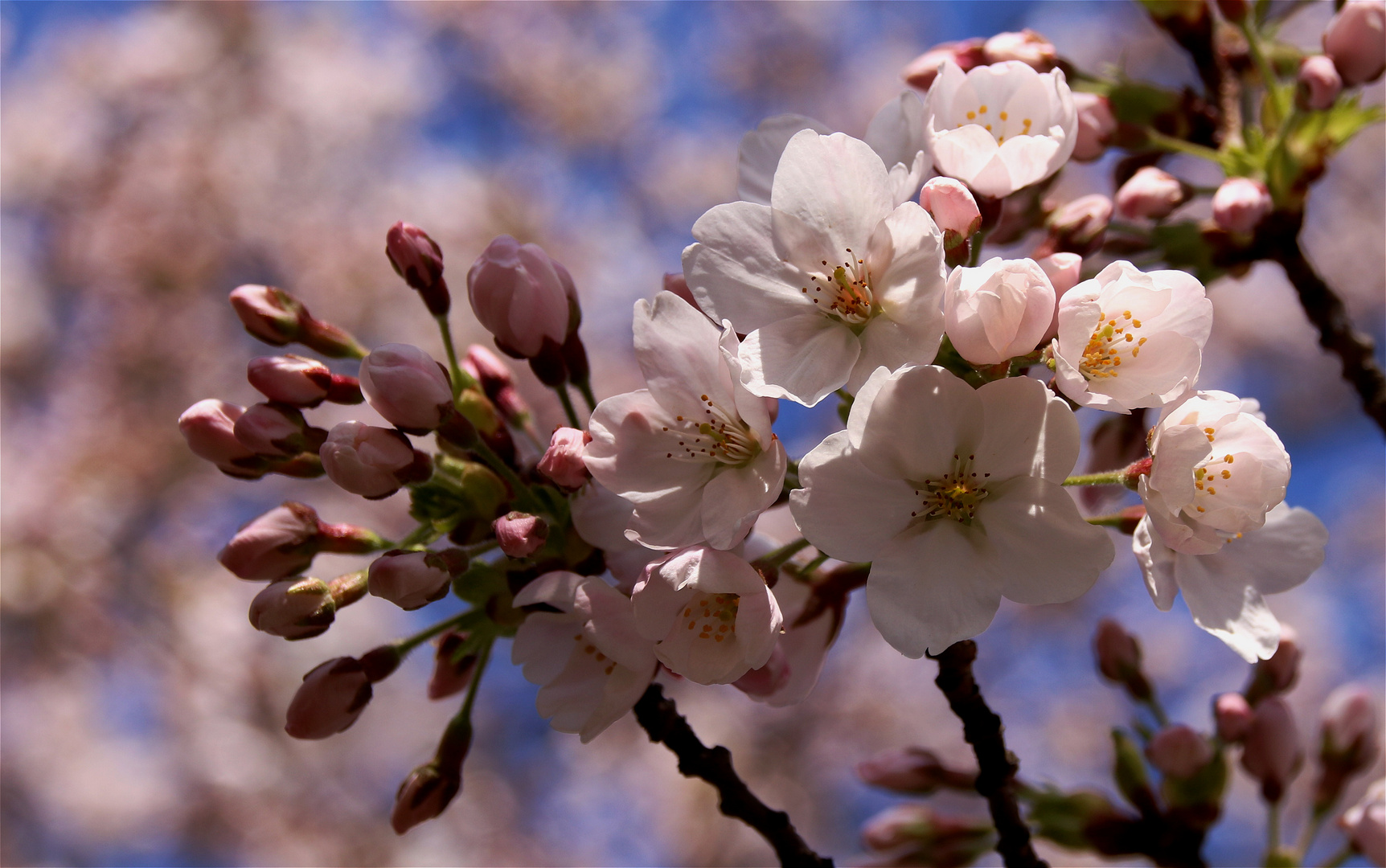 Kirschblüten