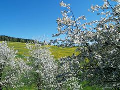 Kirschblüten