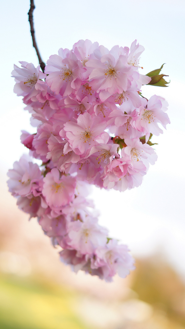 Kirschblüten