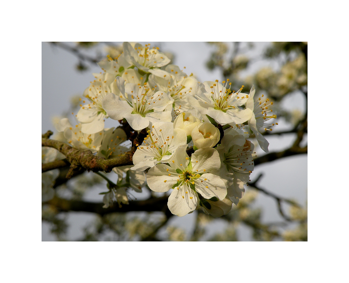 Kirschblüten....