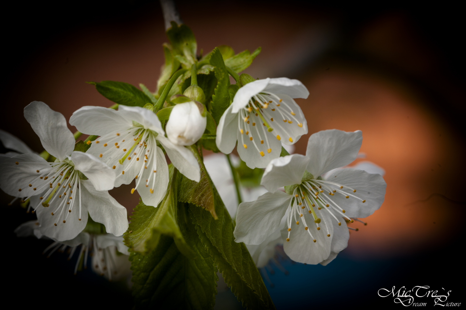 Kirschblüten 