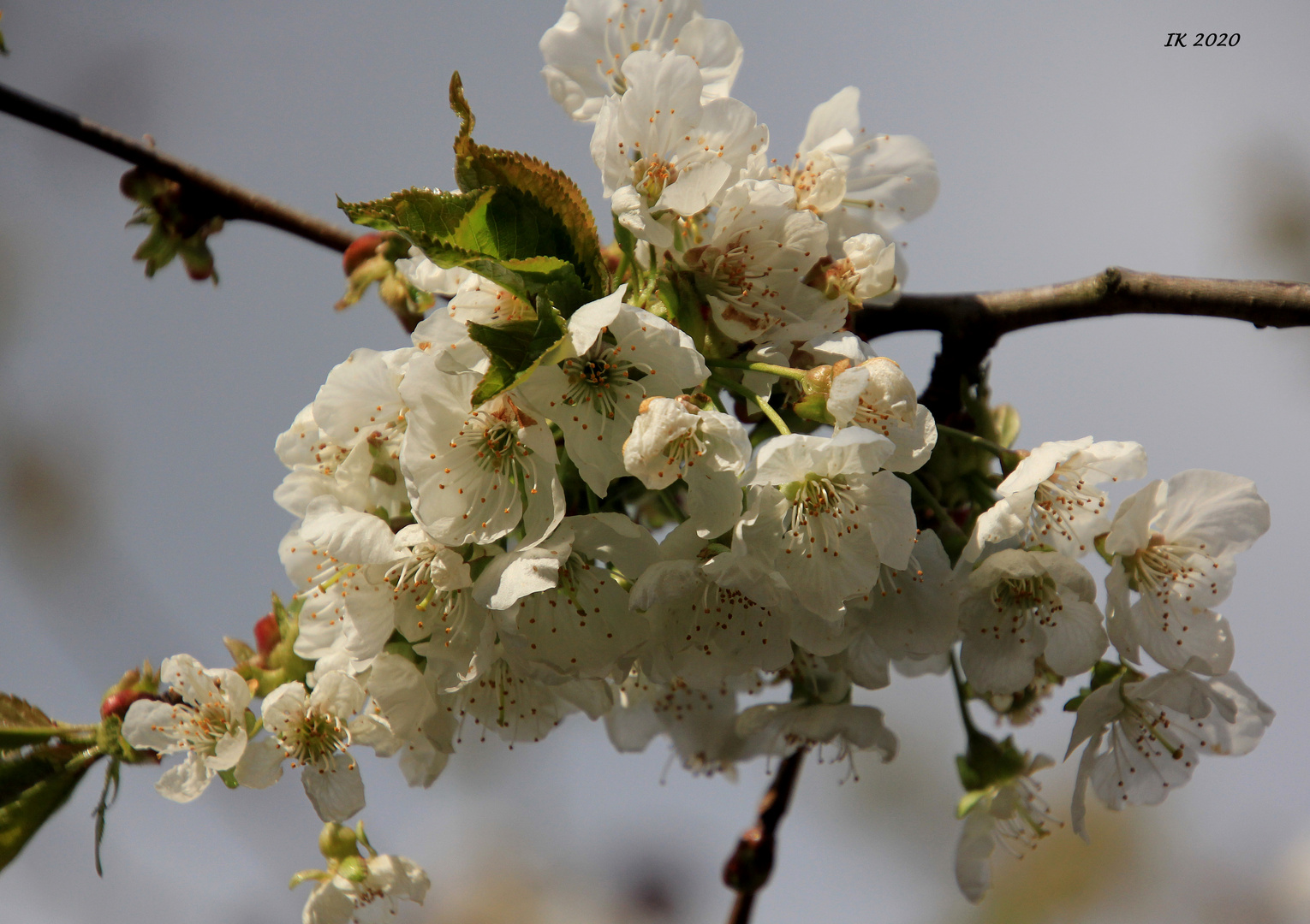 Kirschblüten.....