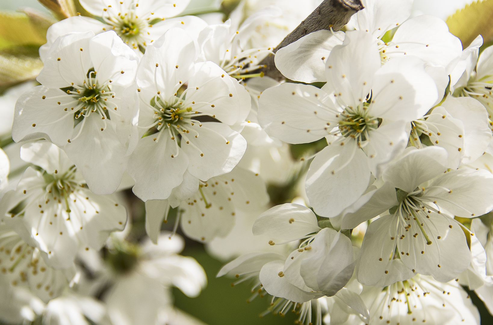 Kirschblüten