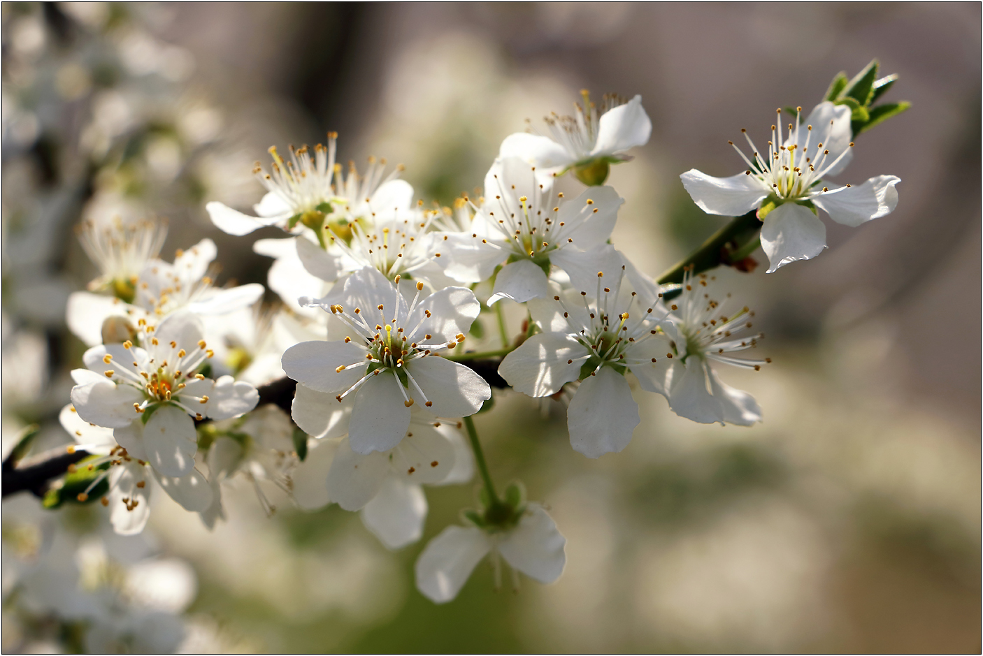 Kirschblüten