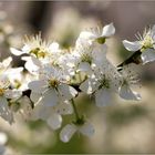 Kirschblüten