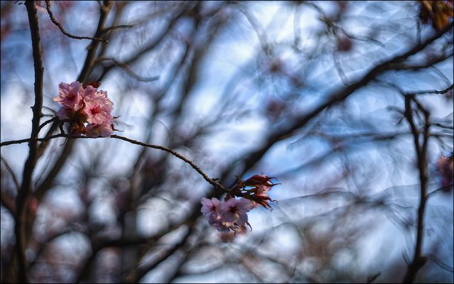....Kirschblüten....