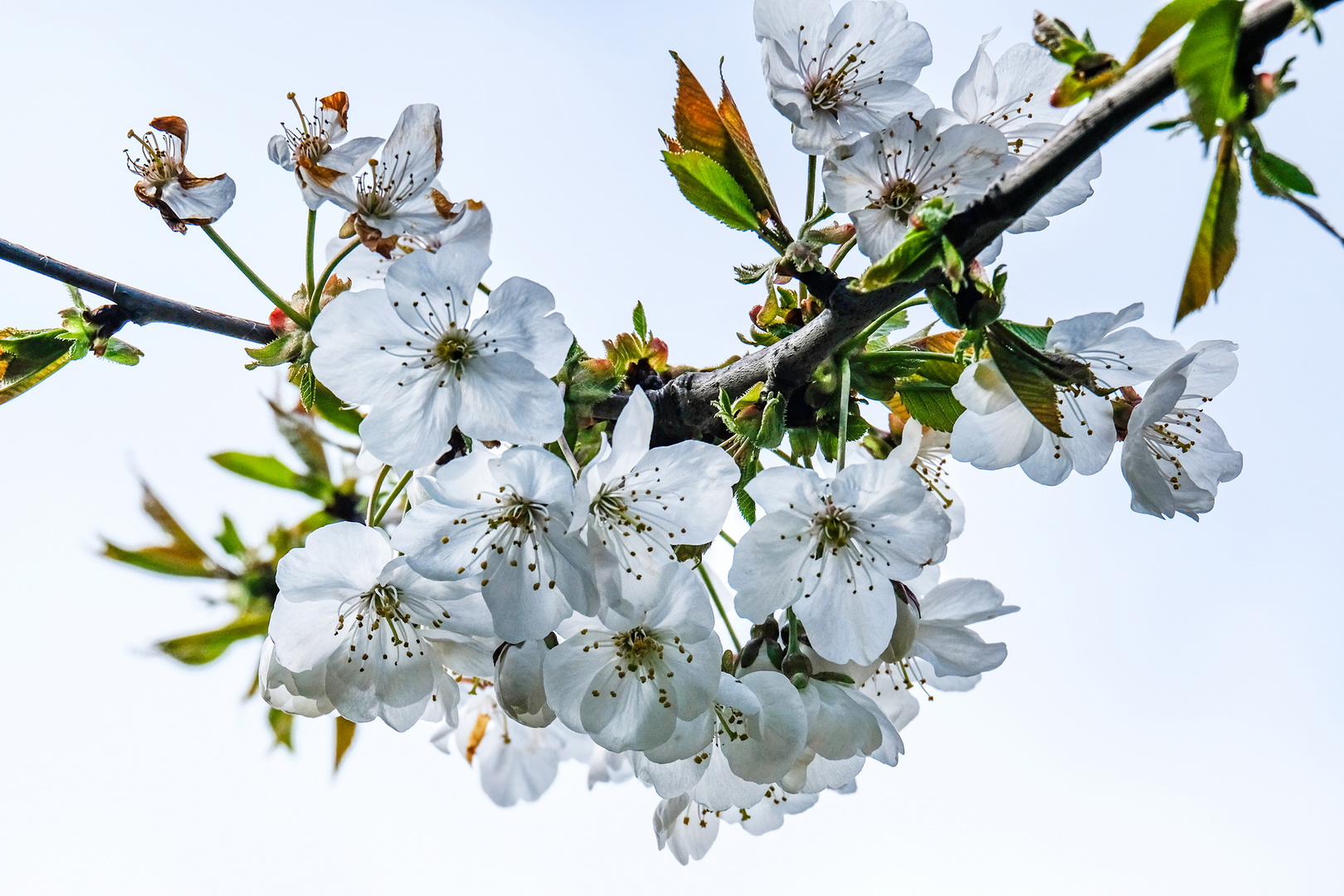 Kirschblüten