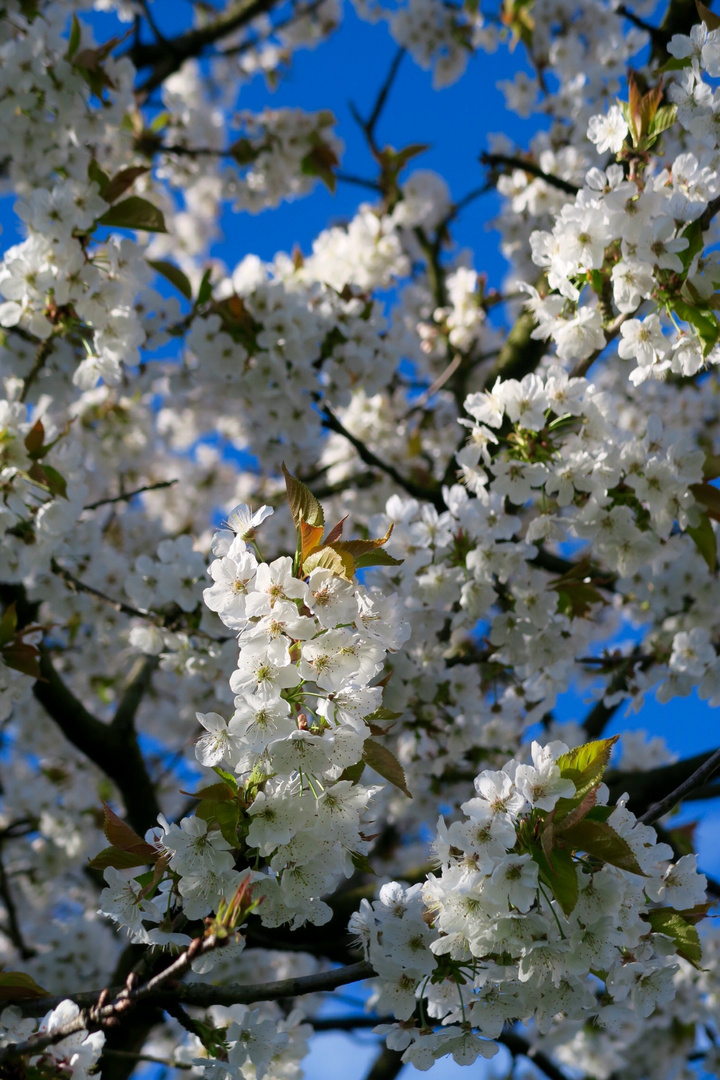 Kirschblüten