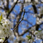 Kirschblüten