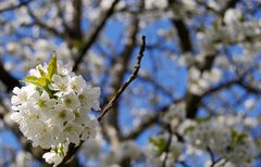 Kirschblüten