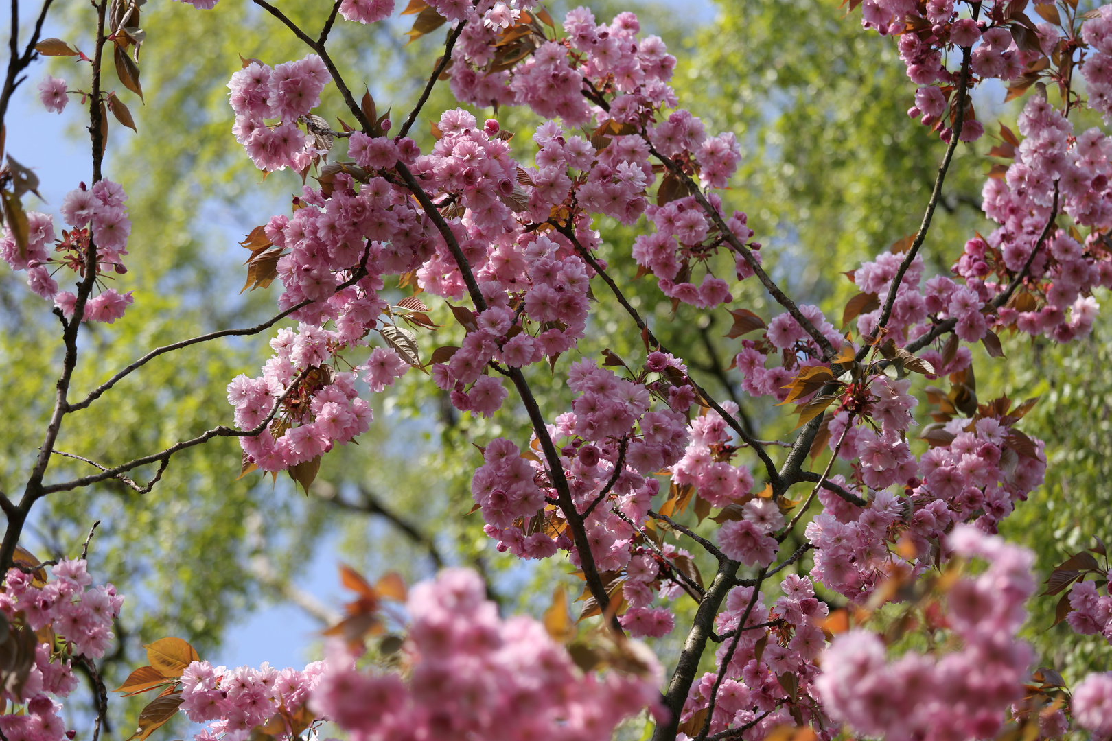 Kirschblüten