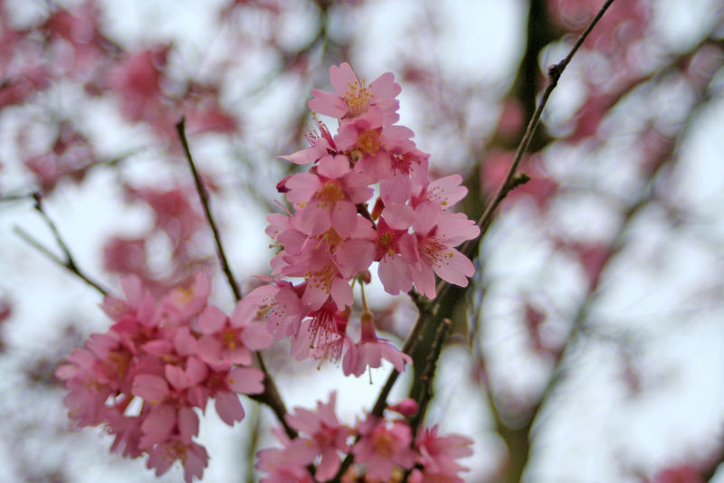 Kirschblüten