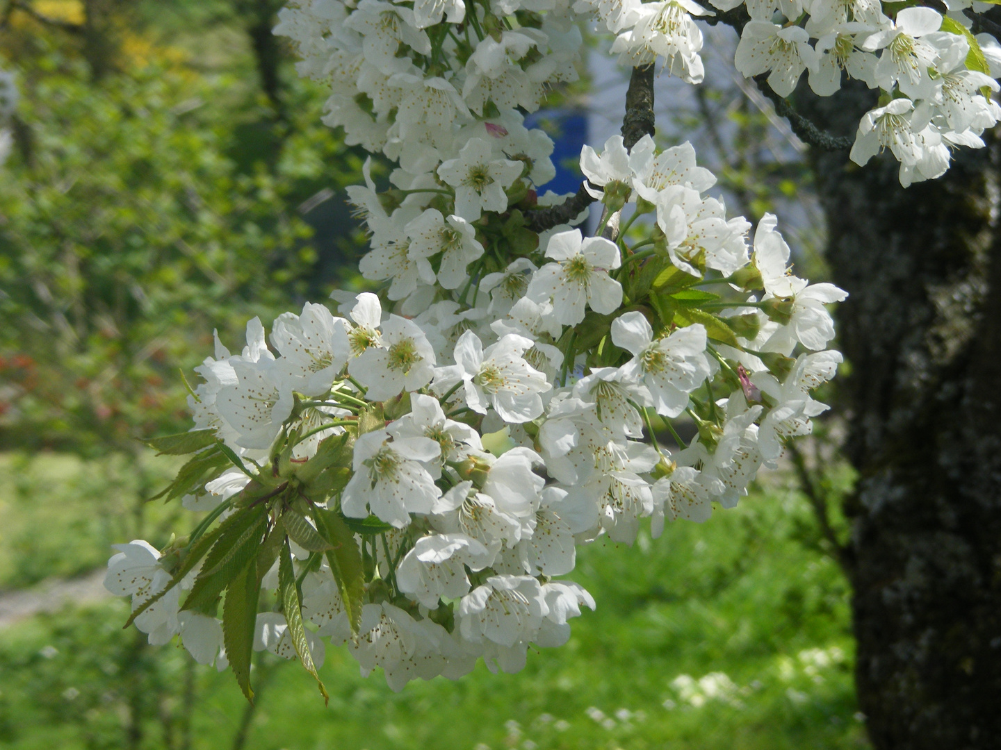 Kirschblüten