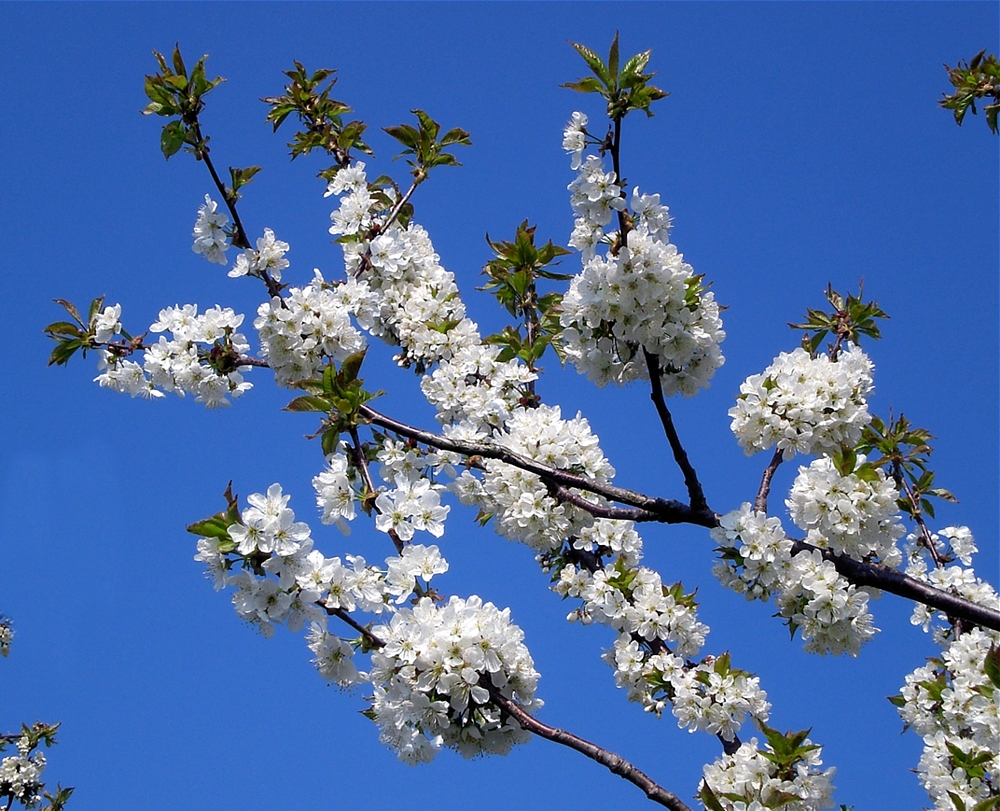 Kirschblüten