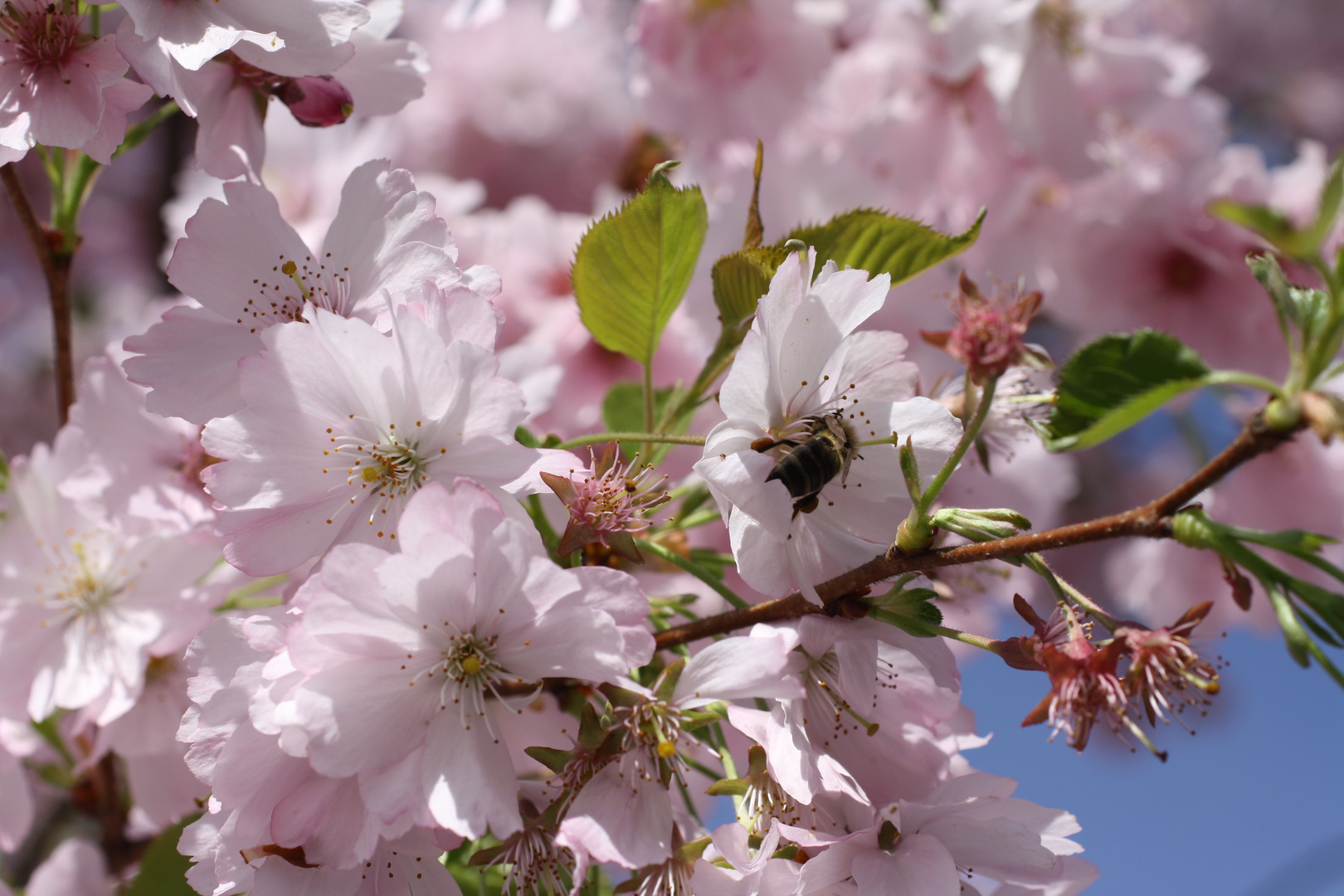 Kirschblüten