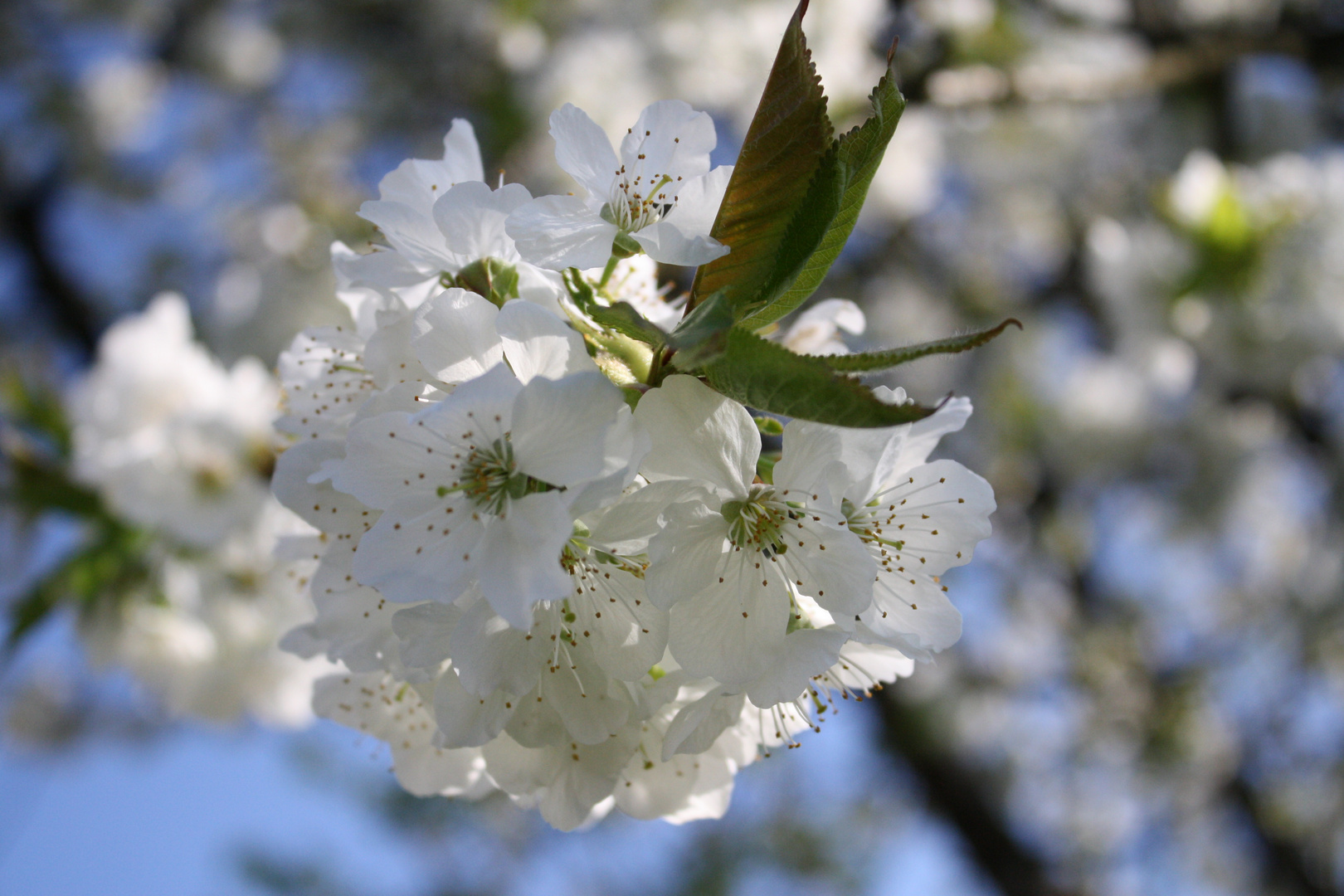 Kirschblüten