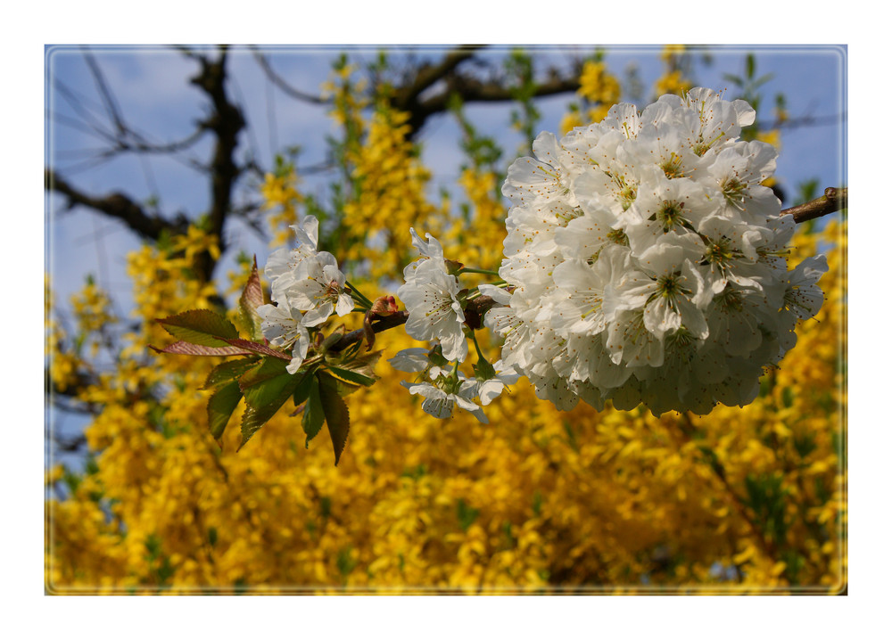 Kirschblüten