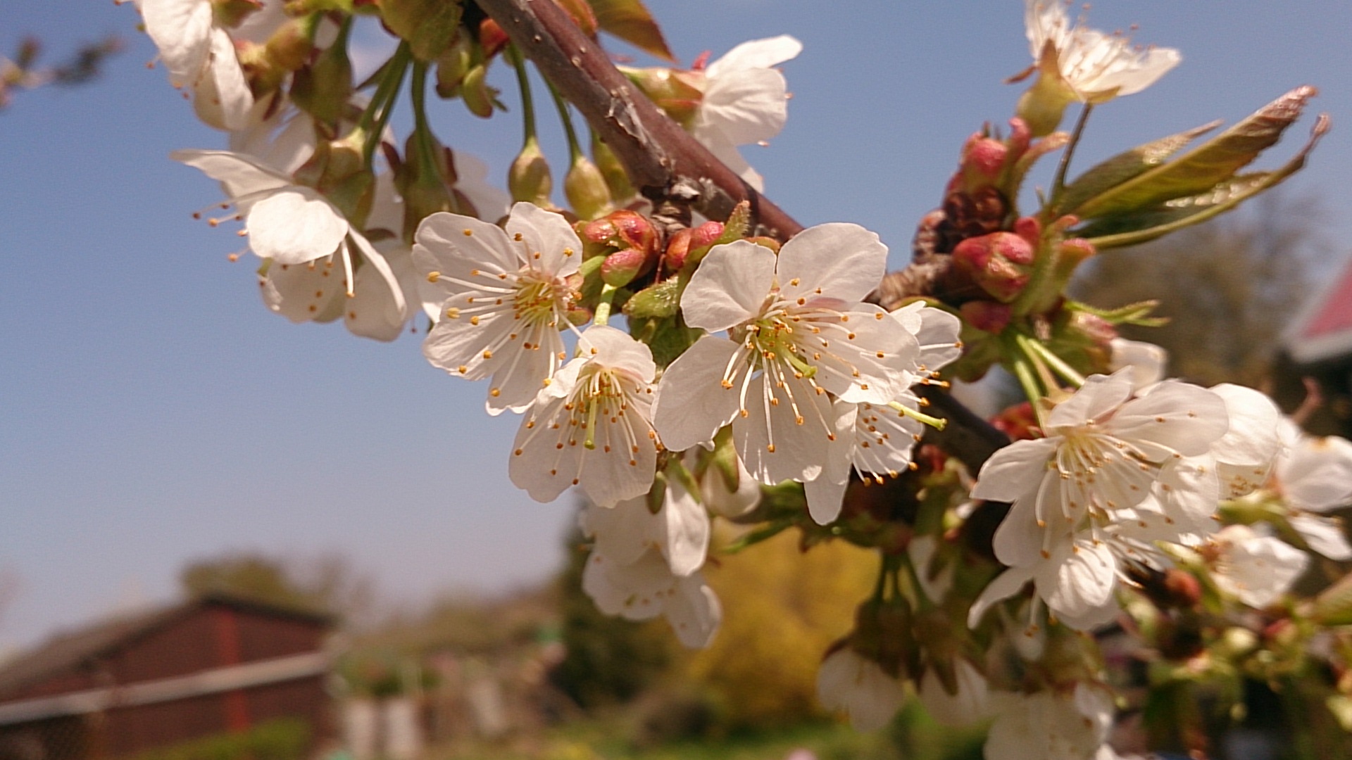 Kirschblüten