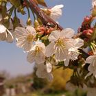 Kirschblüten