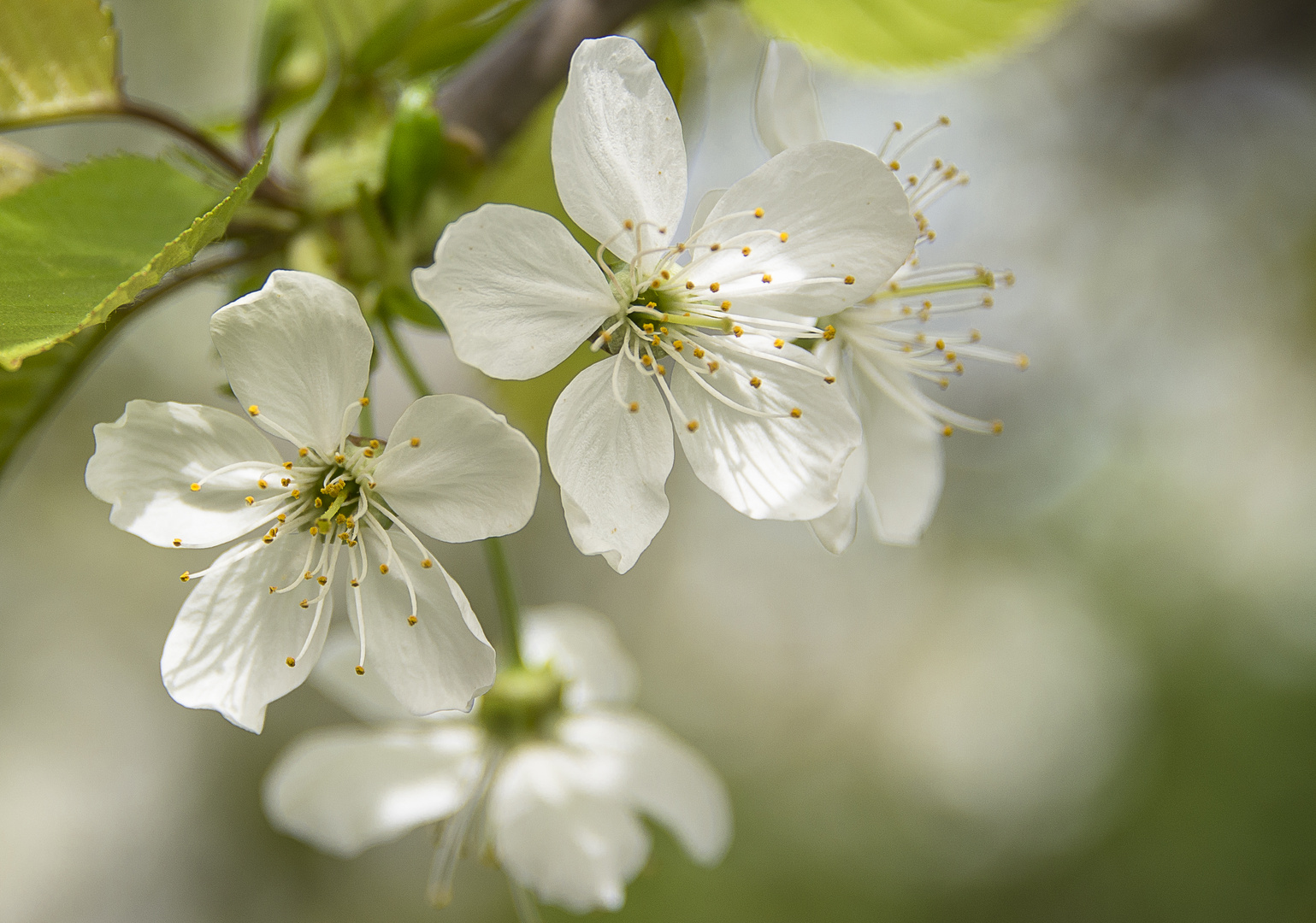 Kirschblüten