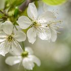 Kirschblüten