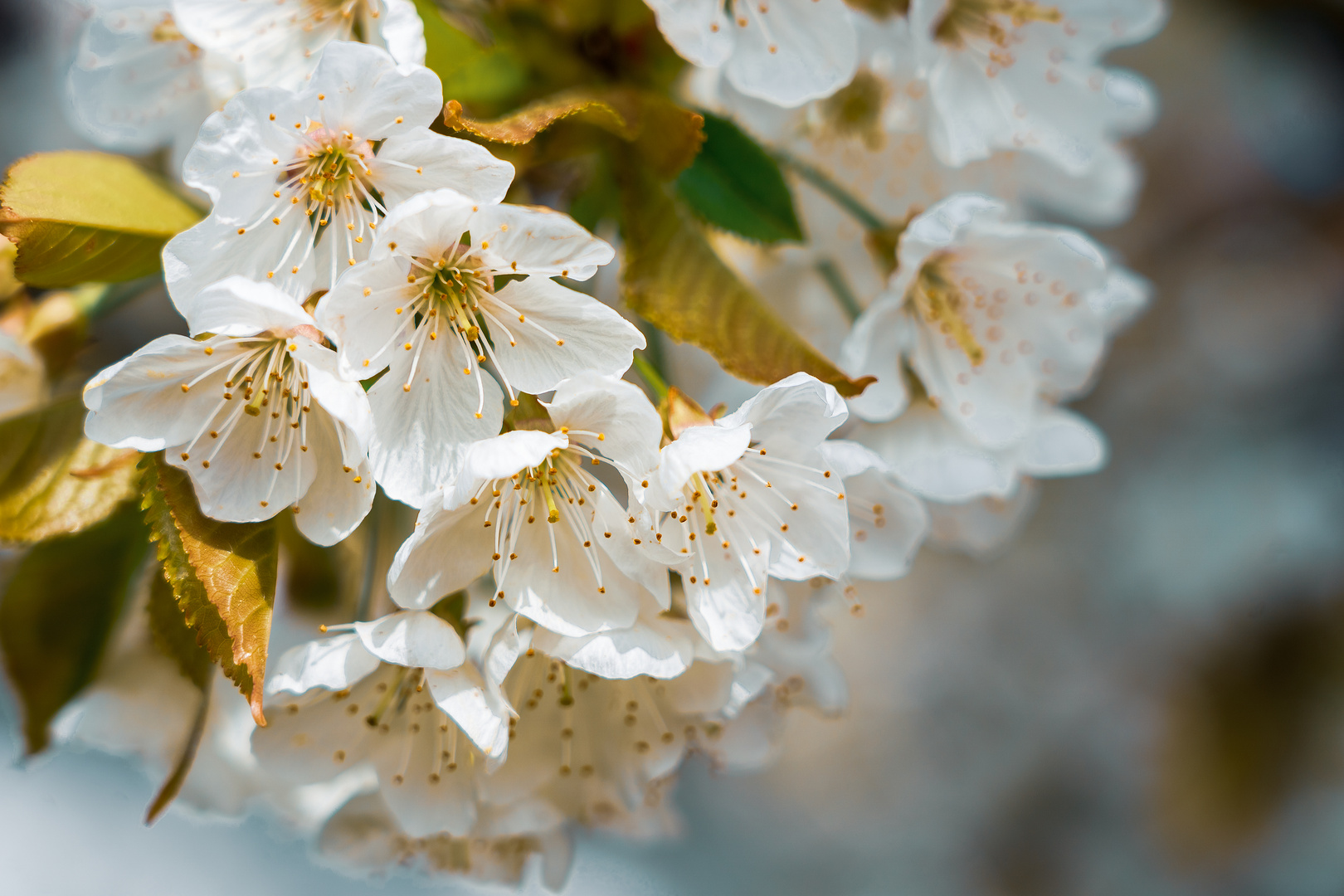 Kirschblüten