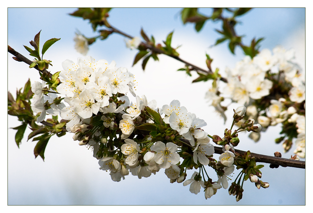 Kirschblüten