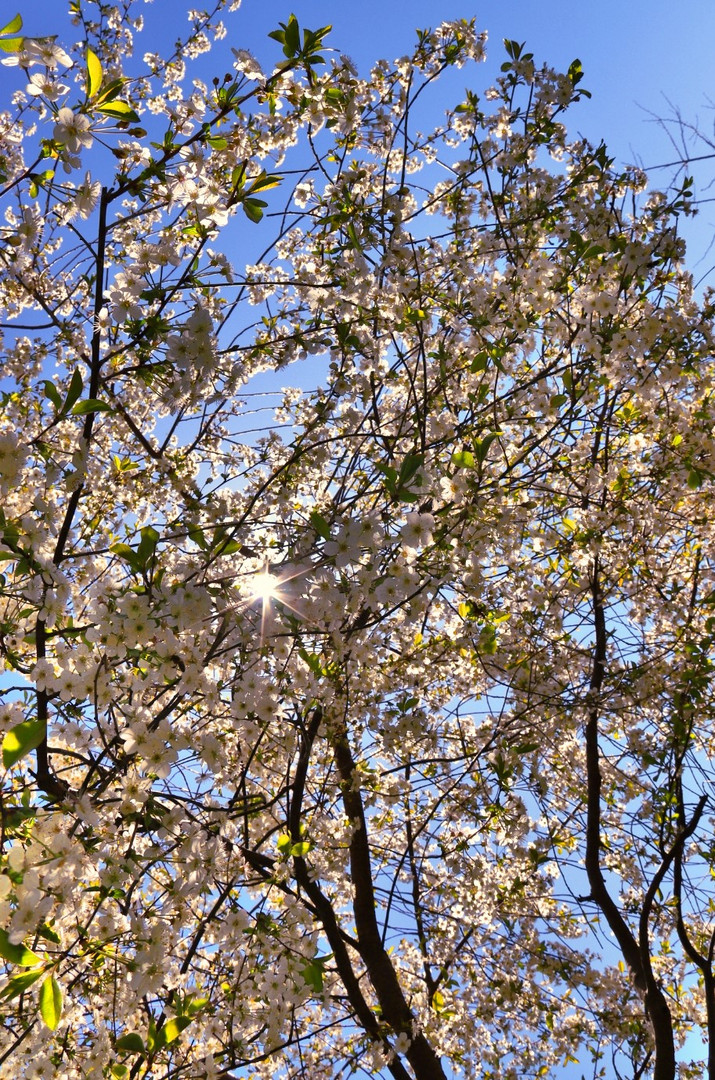 Kirschblüten