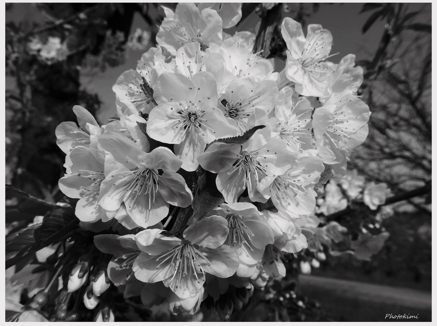 Kirschblüten der Plantage