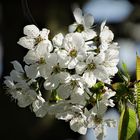 Kirschblüten der Süßkirsche