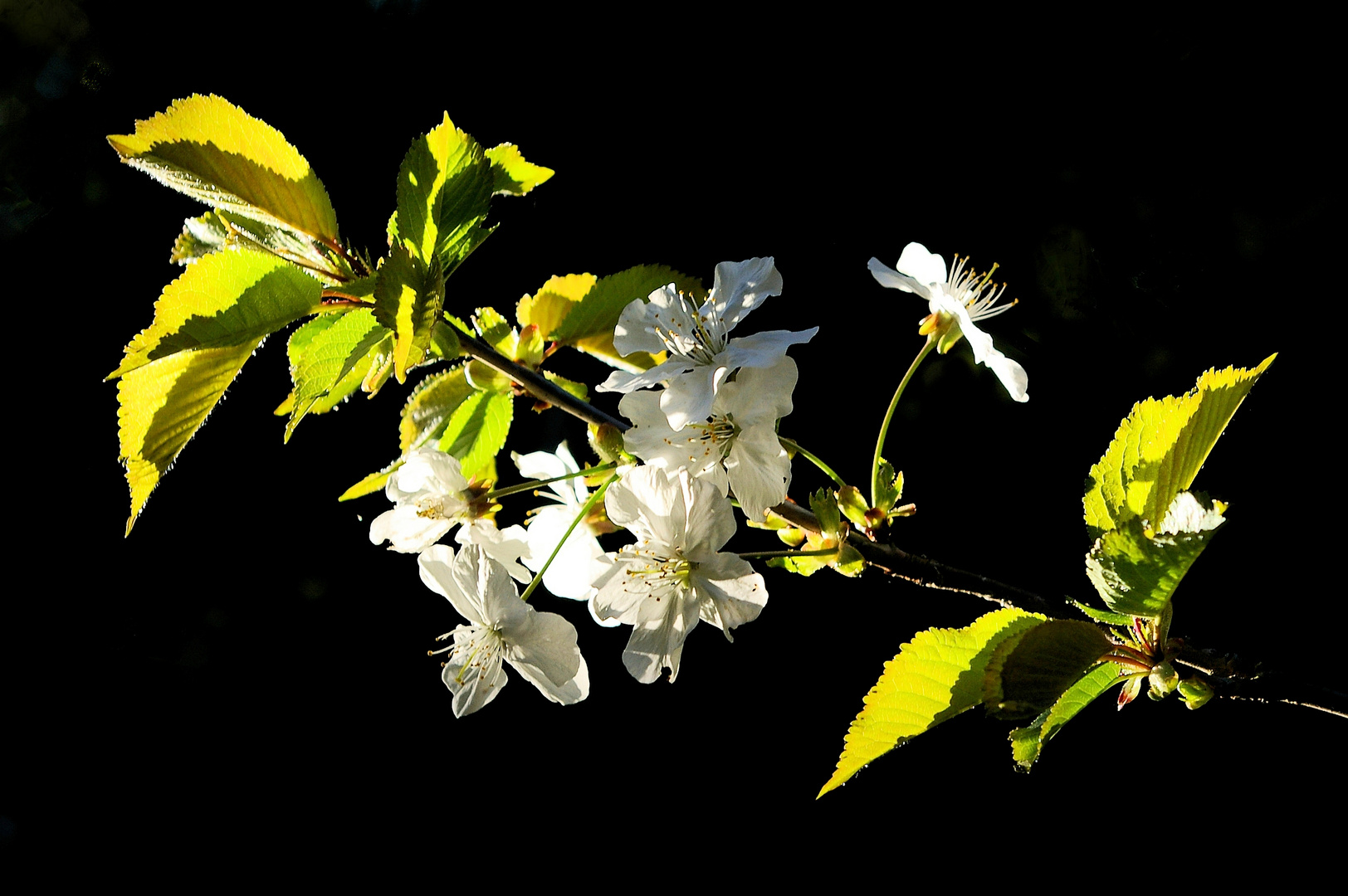 Kirschblüten der Wildkirsche