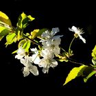 Kirschblüten der Wildkirsche