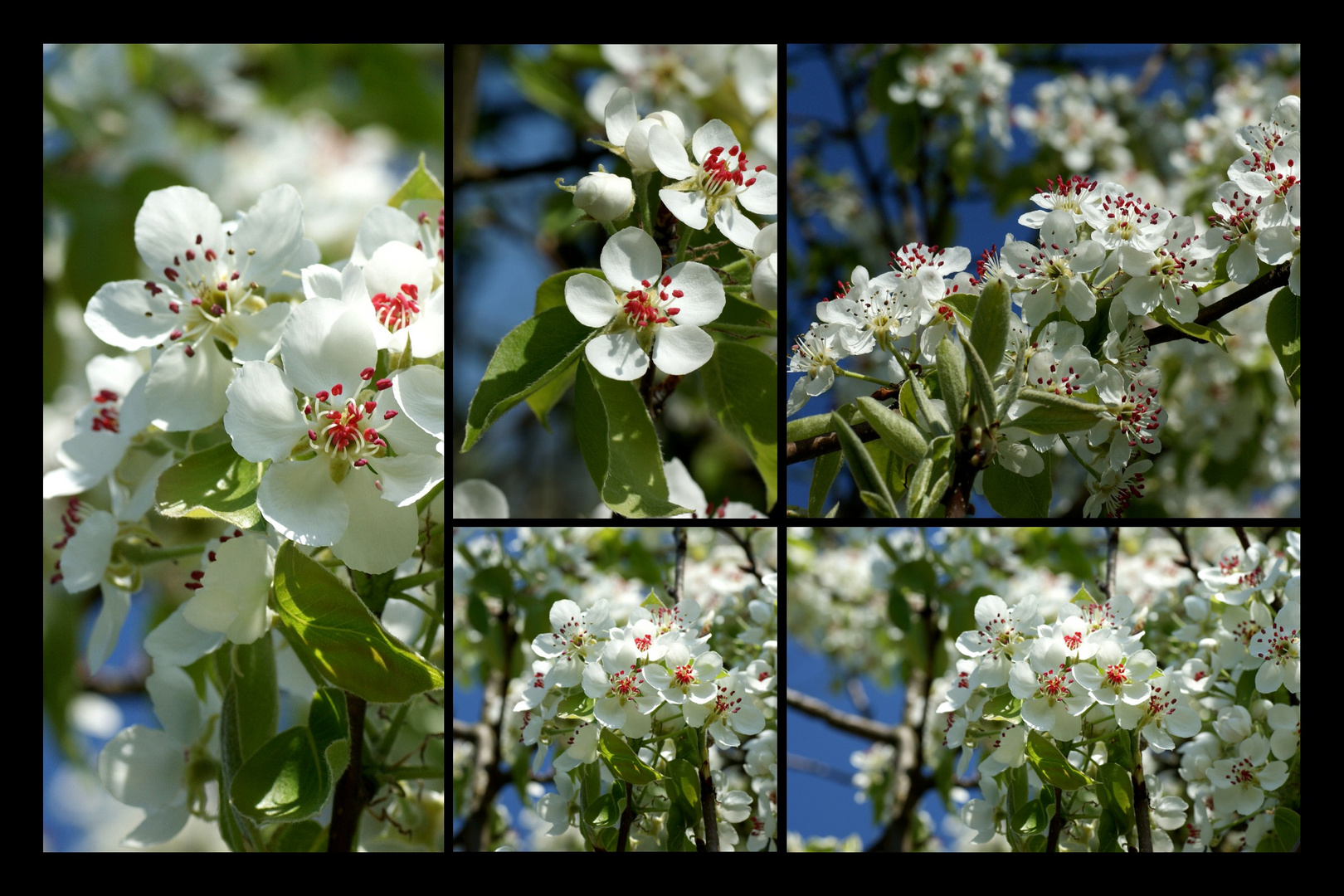 Kirschblüten Details