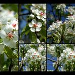 Kirschblüten Details