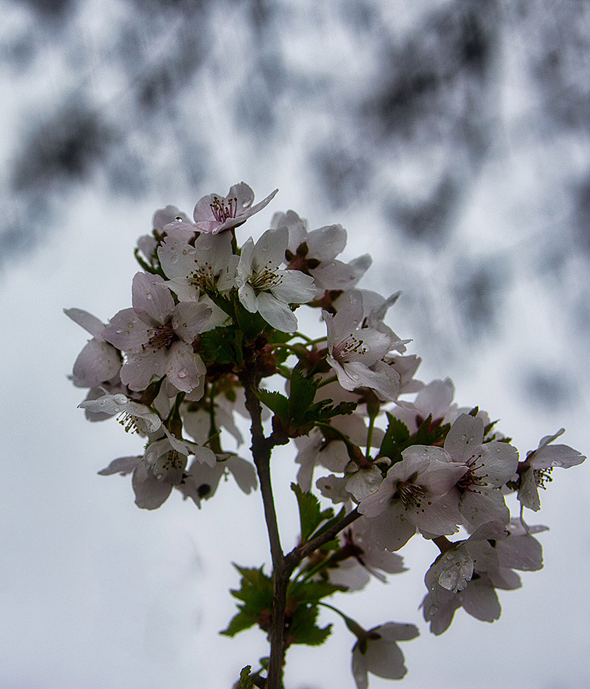 Kirschblüten